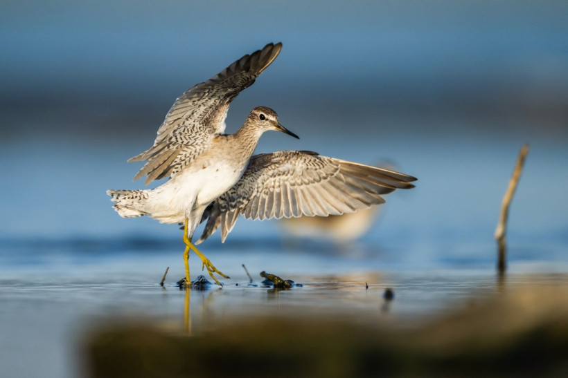 Sonbaharın habercileri Kocaçay’da - Resim: 32
