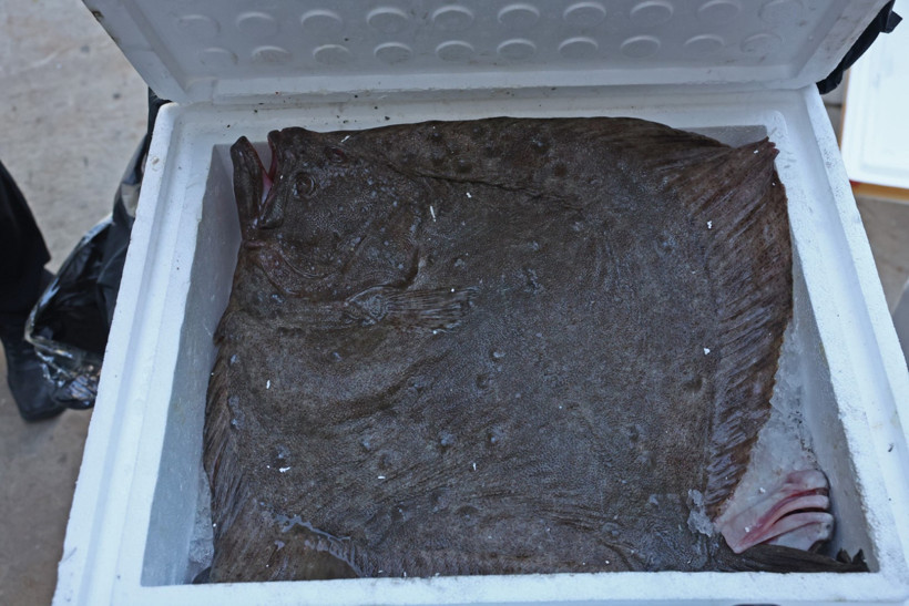 Bir otobüsten neler çıktı neler! Tayland’dan balık, Tokat’tan horoz, İstanbul’dan kalkan - Resim : 3