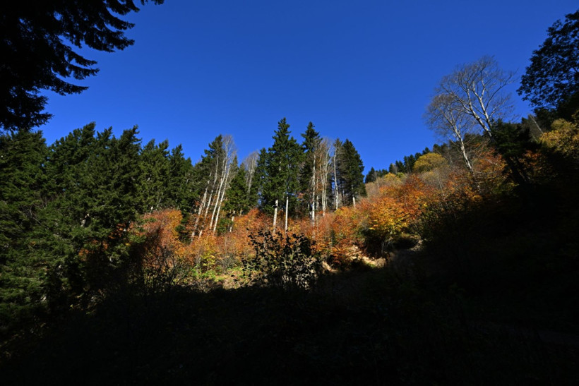 Bu ağaçlar fotoğraf tutkunlarını çağırıyor - Resim: 15