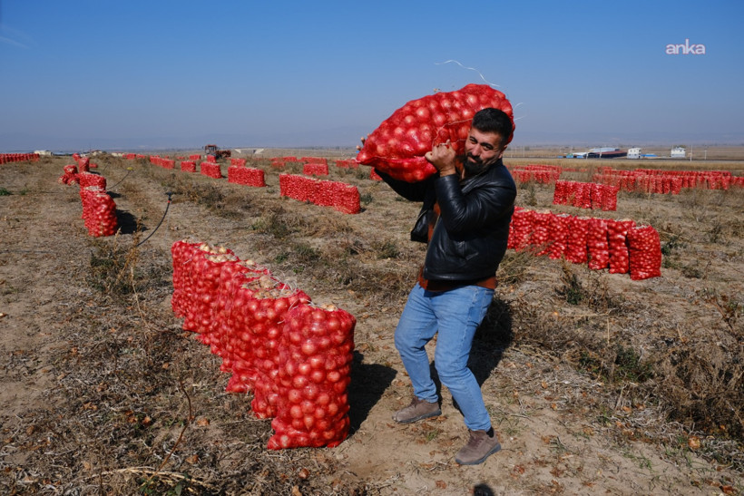 'Yolun sonundayız': Yüzlerce ton ürün tarlada kaldı - Resim : 1