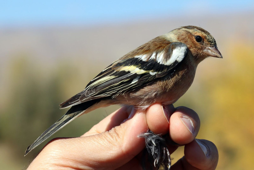 Aras Kuş Cenneti’nde 23 türden 177 kuşa verici takıldı - Resim: 9