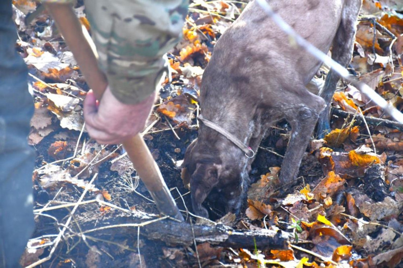 Bayburt'ta keşfedildi: Ormanların kara elması” olarak biliniyor - Resim : 1