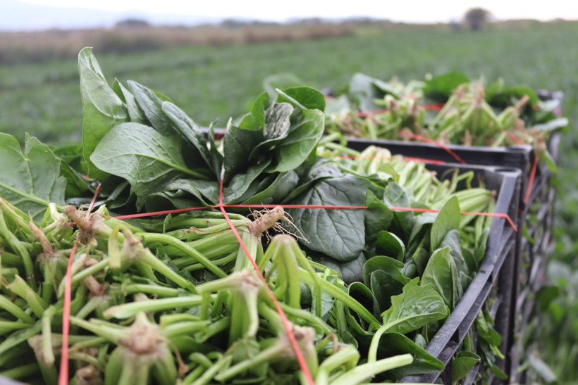 Kış sebzesinde hasat bolluğu: Kilosu tarlada 6, pazarda 40 lira - Resim : 2