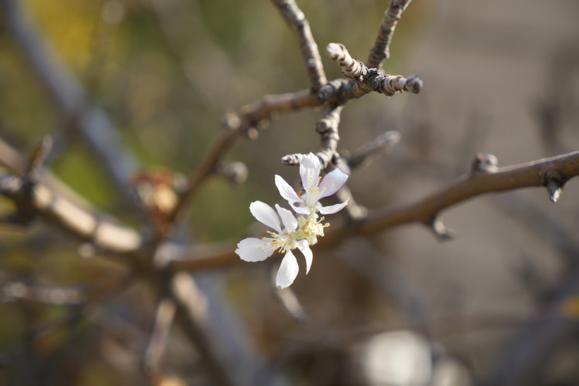 Kış kapıda ama elma ağacı çiçek açtı - Resim : 1