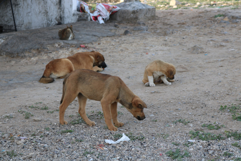 Dünya Kupası öncesi skandal: Binlerce sokak köpeğini öldürüyorlar - Resim : 1