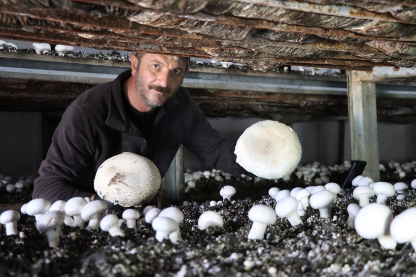 İstanbul’daki işini bırakıp Erzurum’da mantar çiftliği kurdu: Yılda 80 ton üretiyor - Resim : 3