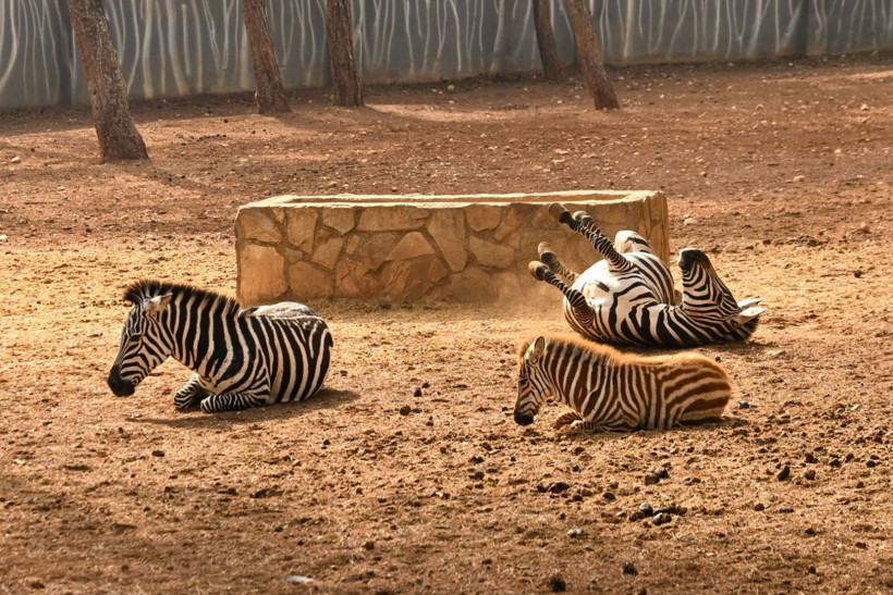 9 günde 300 binden fazla kişi akın etti - Resim: 26