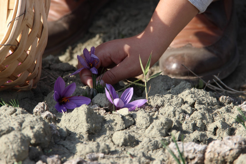 Denemek için ekti, dünyanın en pahalı baharatını yetiştirdi - Resim : 3