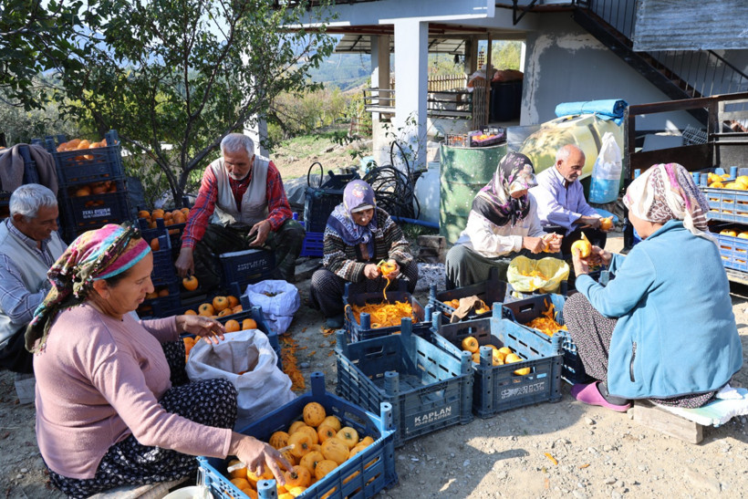 Türkiye'deki üretimin yüzde 50'sini bu köy yapıyor: 7’den 70’e herkes hasatta - Resim : 1