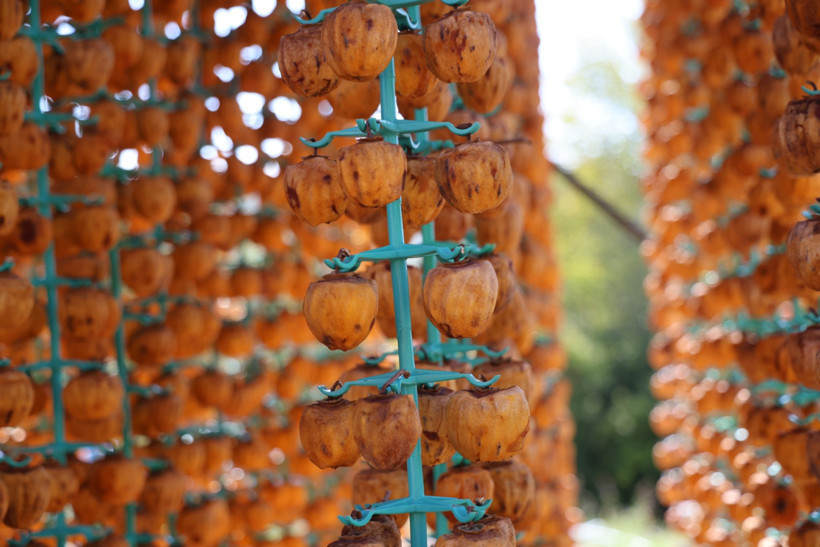 Türkiye'deki üretimin yüzde 50'sini bu köy yapıyor: 7’den 70’e herkes hasatta - Resim : 2