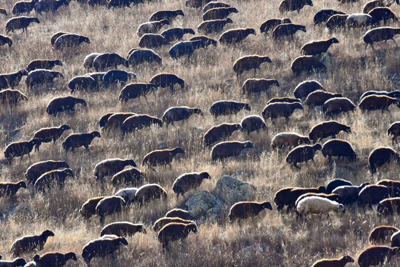 Yaylalardan dönüş yolculuğu başladı - Resim : 1