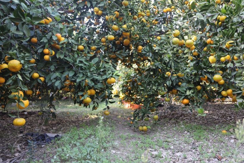 Afet onları teğet geçti ama tonlarca ürün elde kaldı: Bedava dağıttılar - Resim: 2