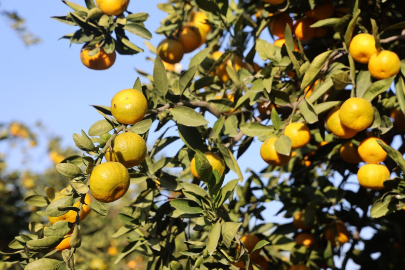 Afet onları teğet geçti ama tonlarca ürün elde kaldı: Bedava dağıttılar - Resim: 3