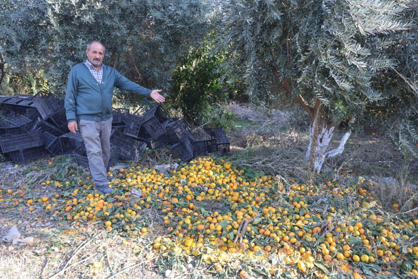 Afet onları teğet geçti ama tonlarca ürün elde kaldı: Bedava dağıttılar - Resim: 4