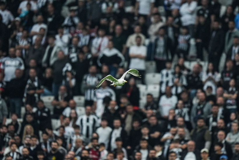 Dolmabahçe'de tüyleri ürperten tesadüf: Martı ve Süleyman Seba! - Resim: 4