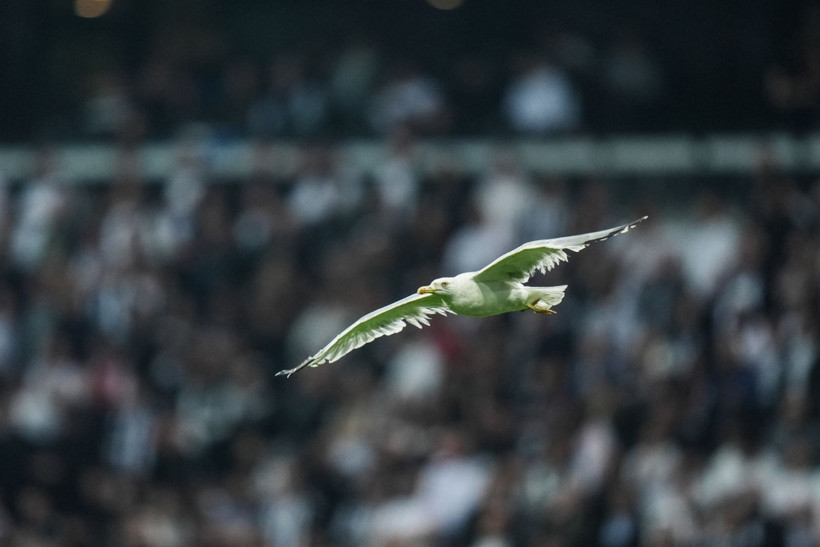 Dolmabahçe'de tüyleri ürperten tesadüf: Martı ve Süleyman Seba! - Resim: 7