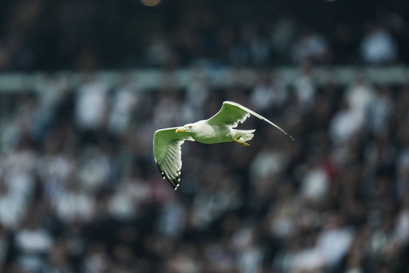 Dolmabahçe'de tüyleri ürperten tesadüf: Martı ve Süleyman Seba! - Resim: 8