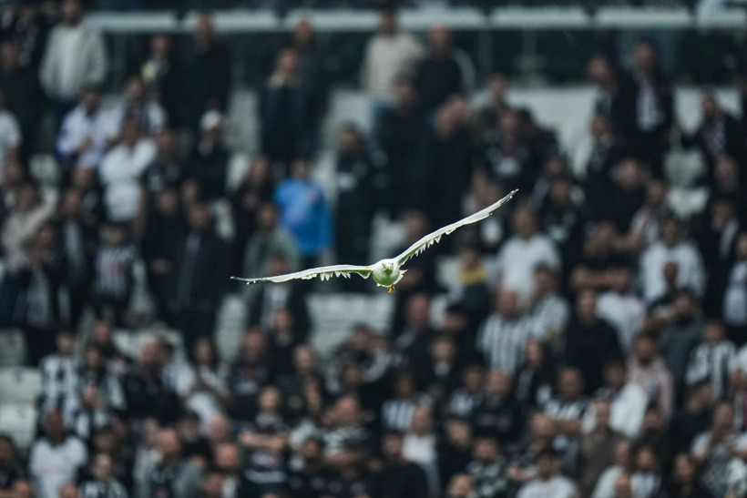 Dolmabahçe'de tüyleri ürperten tesadüf: Martı ve Süleyman Seba! - Resim: 5