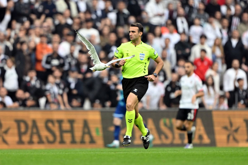 Dolmabahçe'de tüyleri ürperten tesadüf: Martı ve Süleyman Seba! - Resim: 1