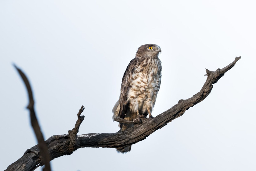 Karacabey Longozu’nda kartal şöleni: Yedi tür aynı bölgede - Resim: 3