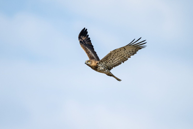 Karacabey Longozu’nda kartal şöleni: Yedi tür aynı bölgede - Resim: 5