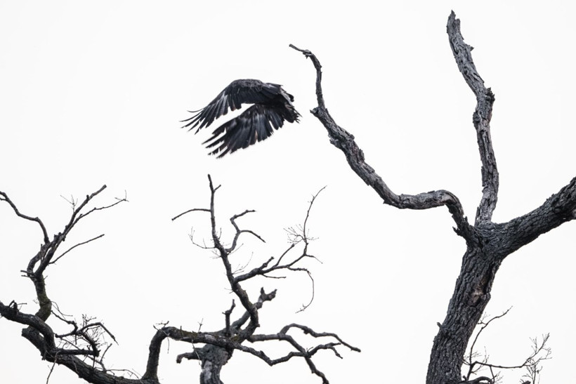 Karacabey Longozu’nda kartal şöleni: Yedi tür aynı bölgede - Resim: 7