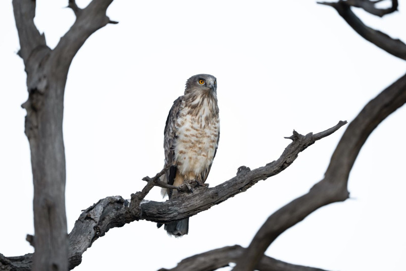 Karacabey Longozu’nda kartal şöleni: Yedi tür aynı bölgede - Resim: 8
