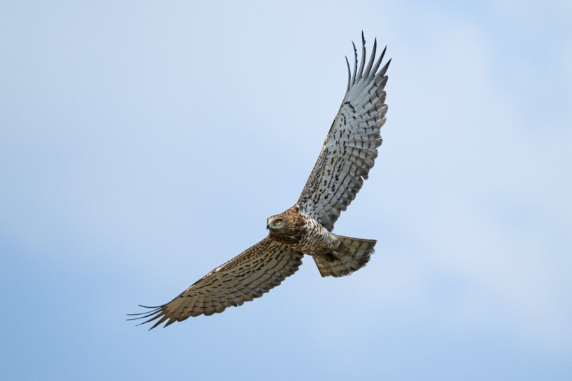 Karacabey Longozu’nda kartal şöleni: Yedi tür aynı bölgede - Resim: 9