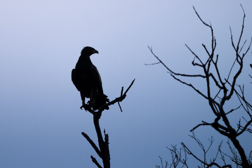 Karacabey Longozu’nda kartal şöleni: Yedi tür aynı bölgede - Resim: 11