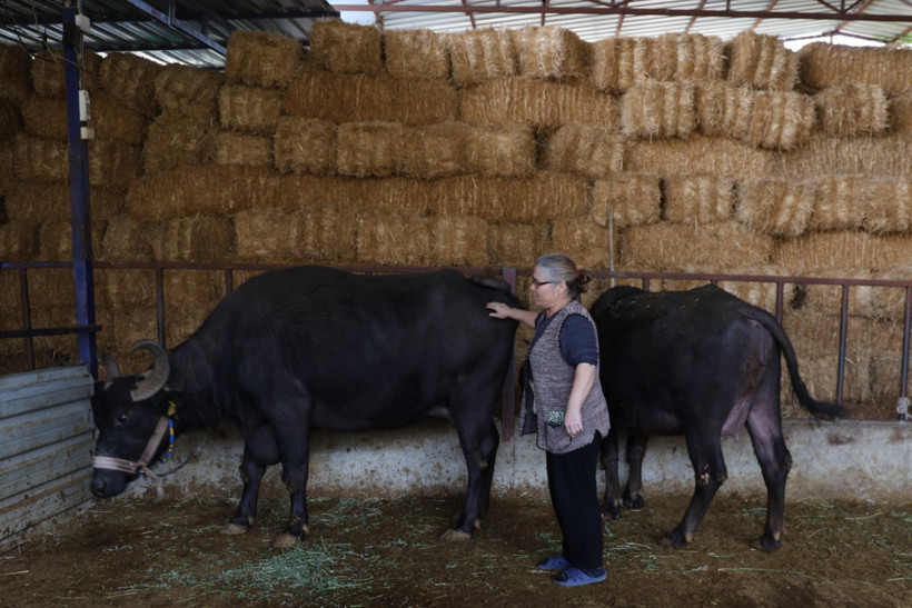 Lezzeti altın değerinde: Kilosunu 2 bin liraya satıyor - Resim : 2