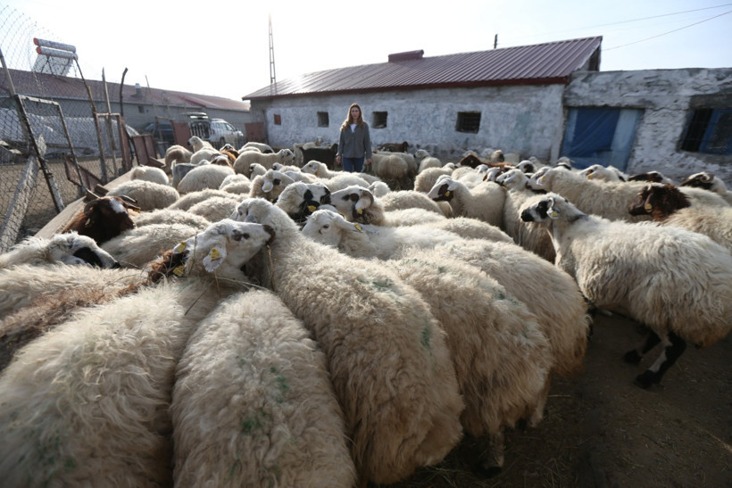 İstanbul'dan köyüne döndü, 3 yılda sürüsünü 4'e katladı - Resim : 2