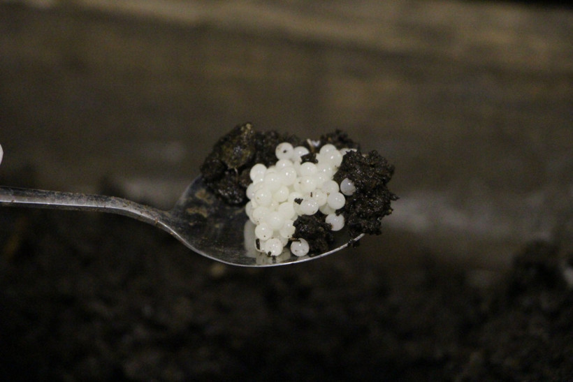 “Beyaz havyar”ı Trabzon'da üretiyor, 3 bin euro’ya satılıyor - Resim : 1