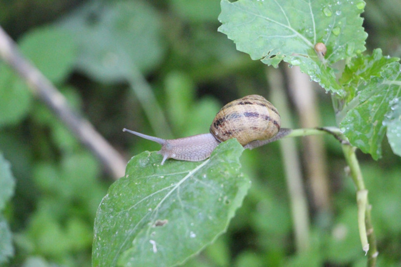 “Beyaz havyar”ı Trabzon'da üretiyor, 3 bin euro’ya satılıyor - Resim : 2