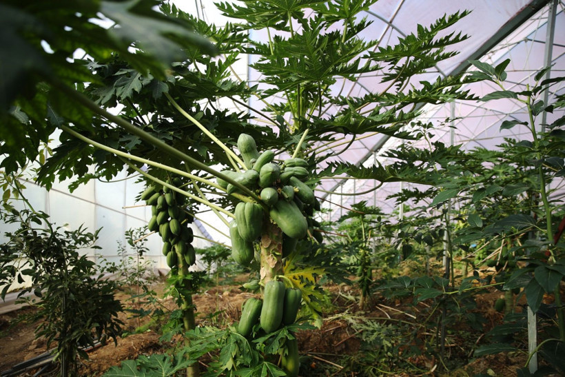 Mango ve avokado gibi değil: Alanya'da üretiyor, taleplere yetişemiyor - Resim: 1