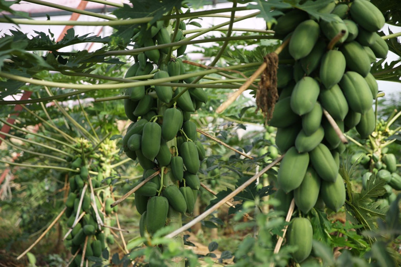 Mango ve avokado gibi değil: Alanya'da üretiyor, taleplere yetişemiyor - Resim: 2