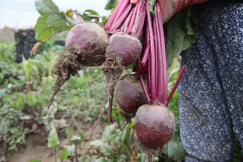 “Kırmızı Elmas”da hasat başladı: Üretici 10 TL’ye satıyor, tüketici 40 TL’ye alıyor - Resim : 1