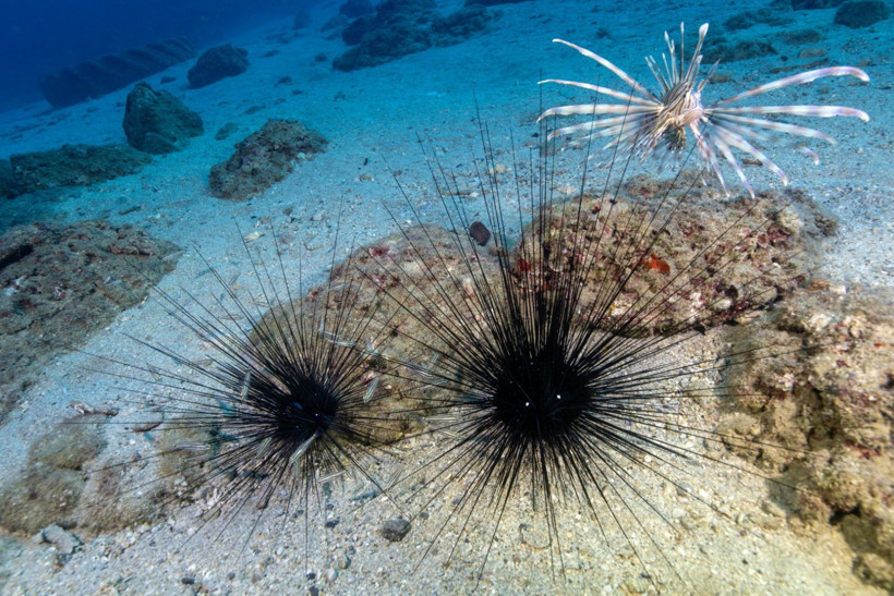Hatay'da denize daldılar, büyülendiler - Resim: 32