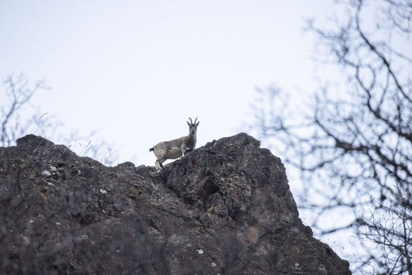 Tunceli'nin keçileri vadiye indi - Resim: 6
