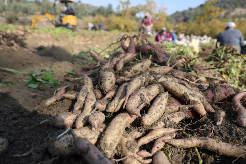 Son hasat yapıldı: Tarlada 30 lira, manavda 70 lira - Resim : 1