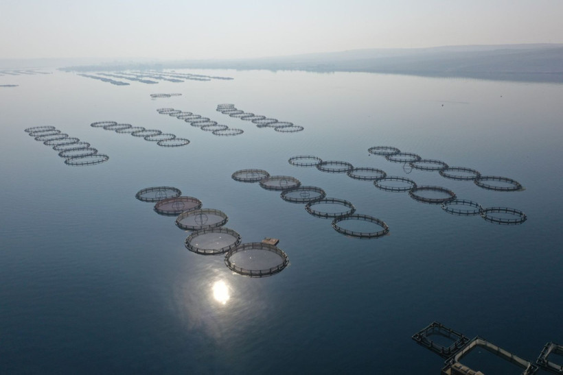 Nehirde üretip dünyaya satıyor: Yılda 5 milyon dolar - Resim: 5