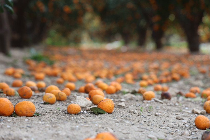 Bedavaya bile alan yok! Toprak turuncuya döndü... - Resim : 6
