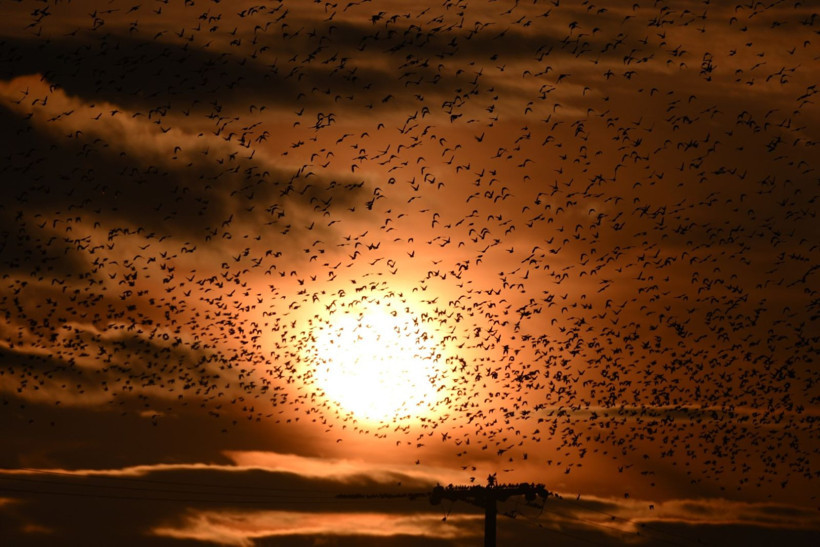 Gün batımında doğanın gösterisi - Resim: 3