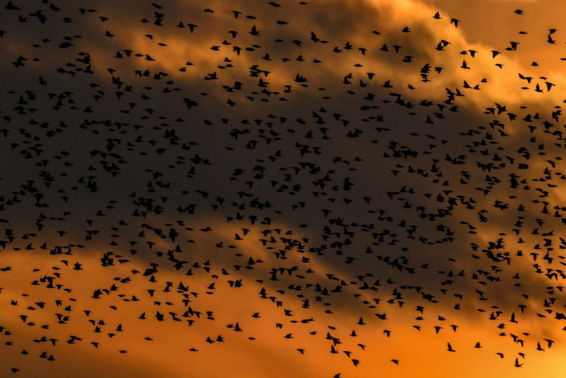 Gün batımında doğanın gösterisi - Resim: 7