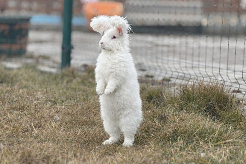 Türkiye'de nesli tükenmişti: Bir gören bir daha bakıyor - Resim: 1