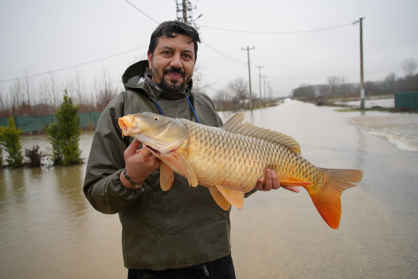 Ekin biçecekti, tarladan canlı sazan yakaladı - Resim : 1