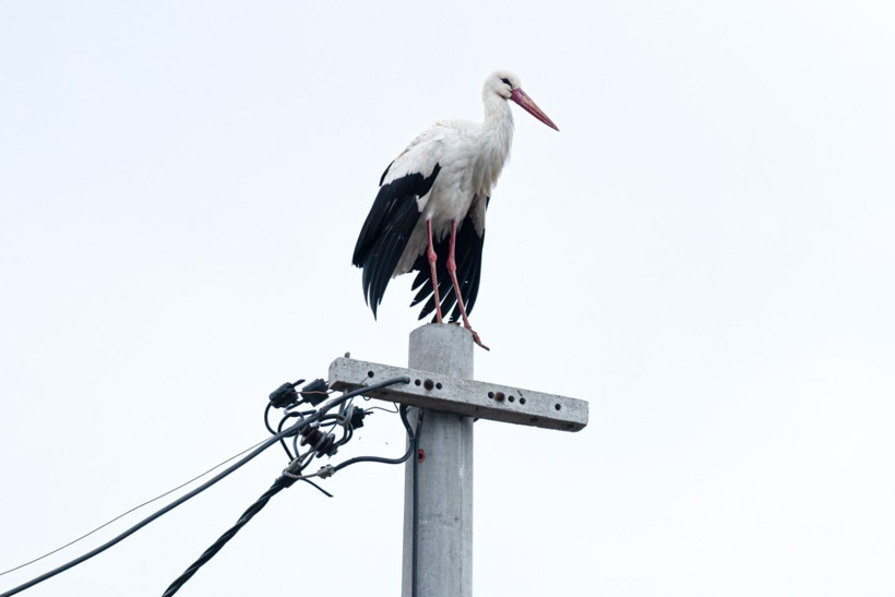 15'inci kez geldi: Nazlı değil Yaren'miş - Resim: 2