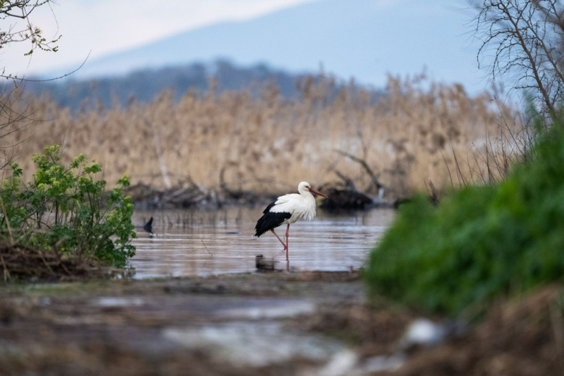 15'inci kez geldi: Nazlı değil Yaren'miş - Resim: 19