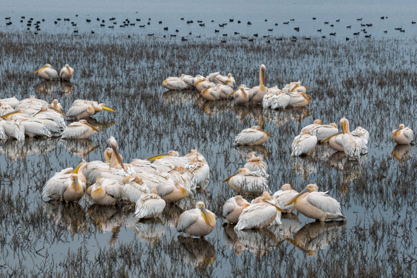 Bir yıl kurudu, bu yıl bambaşka bir manzara sundu - Resim: 3