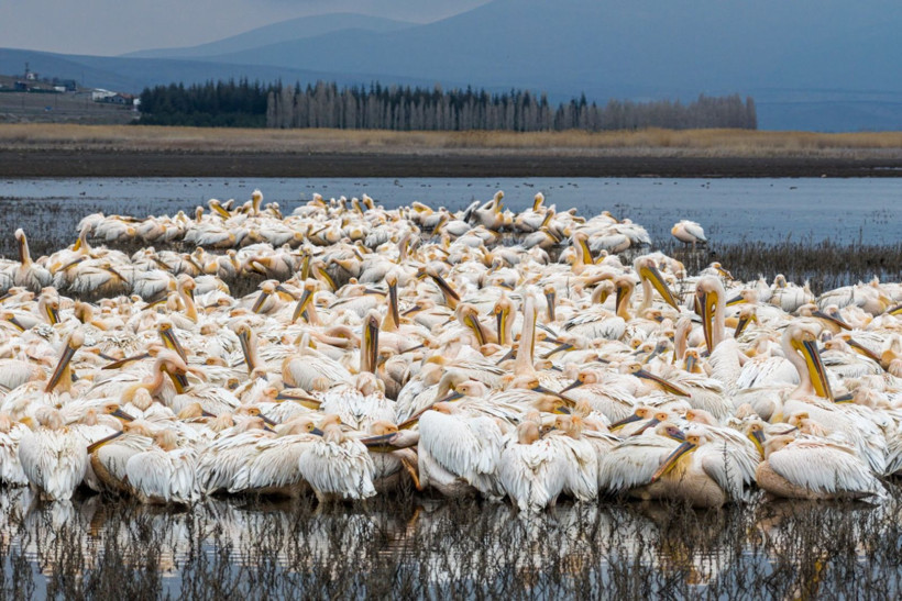 Bir yıl kurudu, bu yıl bambaşka bir manzara sundu - Resim: 4