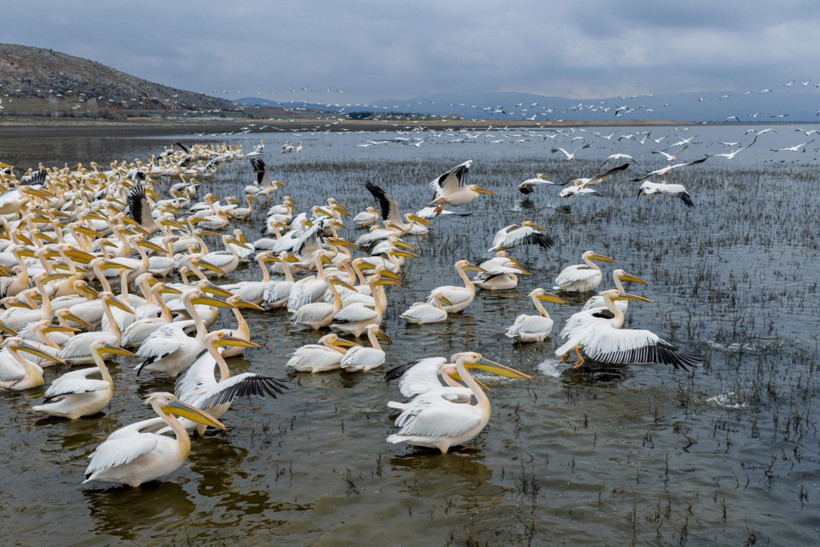 Bir yıl kurudu, bu yıl bambaşka bir manzara sundu - Resim: 5
